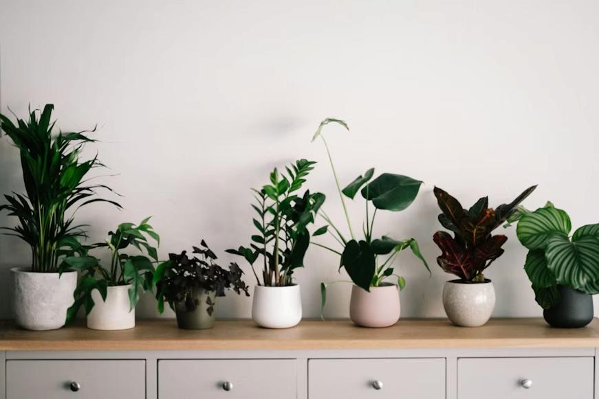 Nature Indoors with Plants